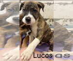 Small American Pit Bull Terrier Mix