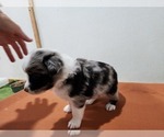 Puppy 7 Miniature Australian Shepherd