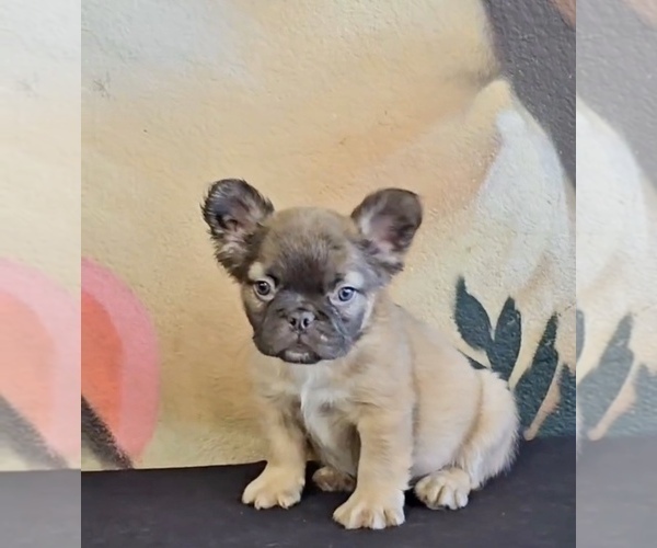 Medium Photo #4 French Bulldog Puppy For Sale in CHARLOTTE, NC, USA