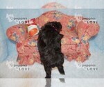 Small Photo #13 Poodle (Toy)-Yorkshire Terrier Mix Puppy For Sale in SANGER, TX, USA