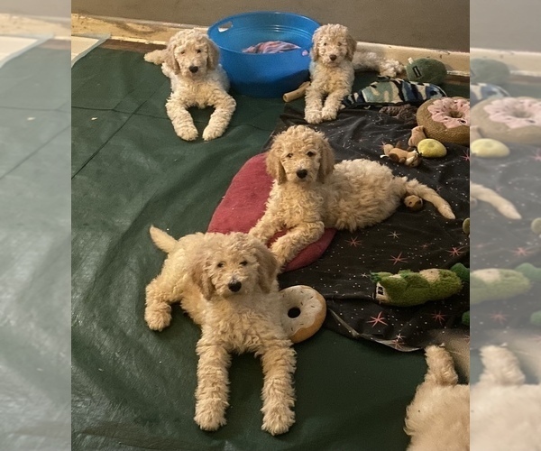 Medium Photo #2 Goldendoodle Puppy For Sale in SEYMOUR, CT, USA