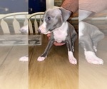 Small Photo #1 Italian Greyhound Puppy For Sale in EAST FARMINGDALE, NY, USA