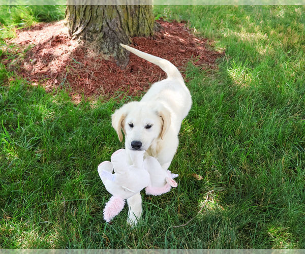 Medium Photo #1 English Cream Golden Retriever Puppy For Sale in SYRACUSE, IN, USA