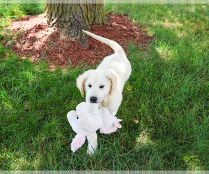 English Cream Golden Retriever Puppy for Sale in SYRACUSE, Indiana USA
