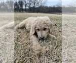 Small Photo #8 Goldendoodle Puppy For Sale in KNOB NOSTER, MO, USA