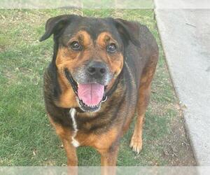 Bernese Mountain Dog-Black Mouth Cur Mix Dogs for adoption in Waco, TX, USA