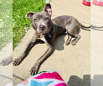 Small #7 American Staffordshire Terrier-Labrador Retriever Mix