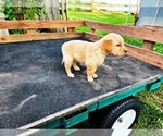 Small #2 Golden Retriever