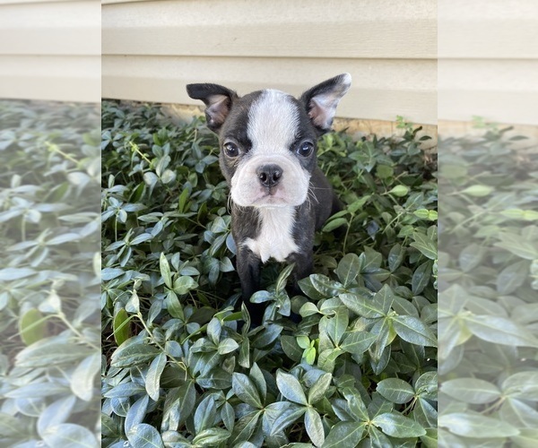 Medium Photo #1 Boston Terrier Puppy For Sale in FREDONIA, KS, USA