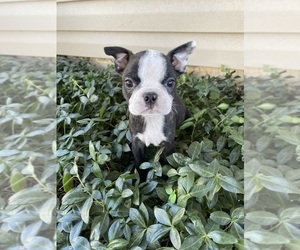 Boston Terrier Puppy for sale in FREDONIA, KS, USA