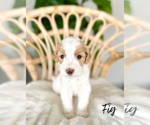 Goldendoodle Puppy for sale in SUMTERVILLE, FL, USA