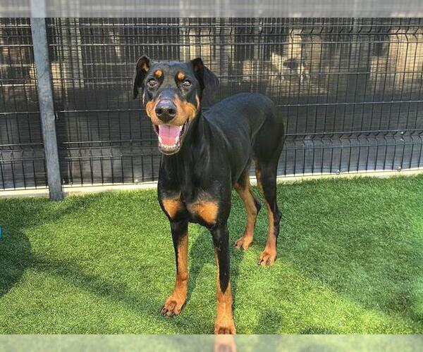 Medium Photo #1 Doberman Pinscher Puppy For Sale in Orange, CA, USA