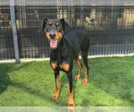 Small Doberman Pinscher