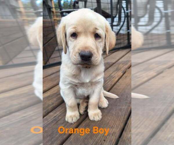 Medium Photo #4 Labrador Retriever Puppy For Sale in CUSTER, WI, USA