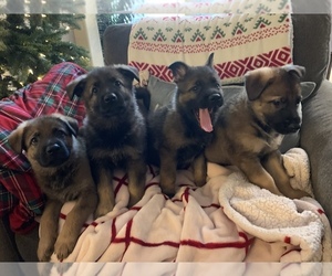 German Shepherd Dog Puppy for sale in DISCOVERY BAY, CA, USA