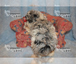 Small Photo #18 Aussiedoodle-Poodle (Toy) Mix Puppy For Sale in SANGER, TX, USA