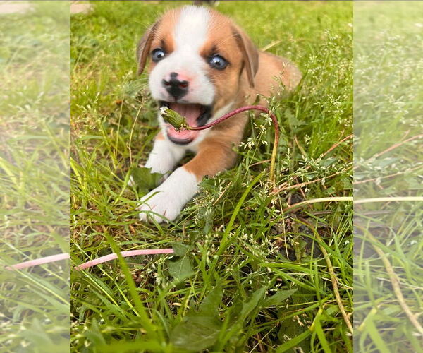 Medium Photo #2 Labrador Retriever-Unknown Mix Puppy For Sale in Chester, VA, USA