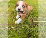 Small #1 Labrador Retriever Mix