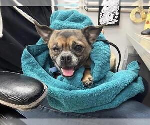 Pug-Unknown Mix Dogs for adoption in Aurora, CO, USA