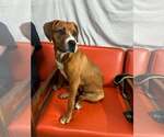 Small Boxer Mix