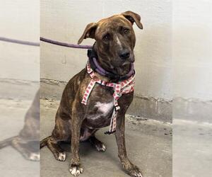 Mutt Dogs for adoption in Camarillo, CA, USA