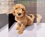 Puppy Purple Goldendoodle