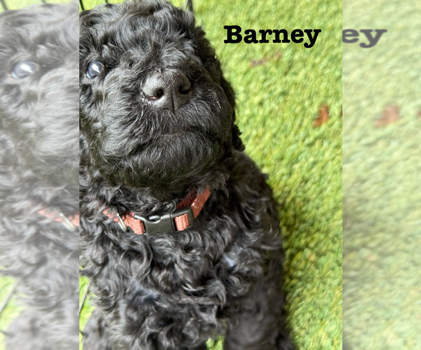 Medium Photo #9 Goldendoodle Puppy For Sale in ROSAMOND, CA, USA