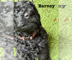 Puppy 8 Goldendoodle