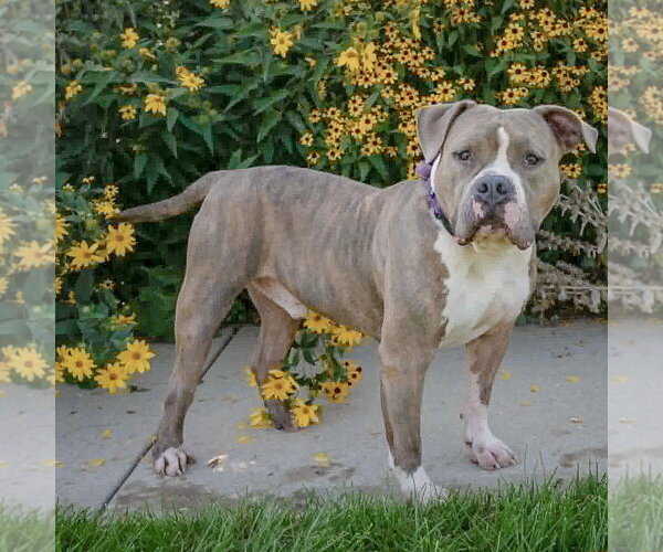 Medium Photo #3 American Bulldog-American Staffordshire Terrier Mix Puppy For Sale in Huntley, IL, USA