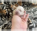 Puppy Puppy 4 Poodle (Standard)