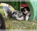 Small #2 Australian Shepherd