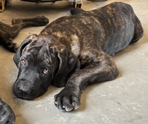 Medium Photo #3 Cane Corso Puppy For Sale in WEATHERFORD, TX, USA