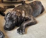 Small #2 Cane Corso