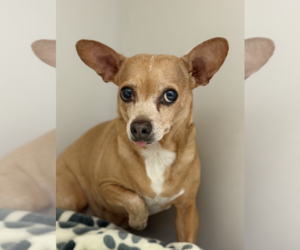 Chiweenie Dogs for adoption in Weston, FL, USA