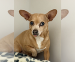 Abbie - Female Chiweenie Dog for Adoption - Small photo