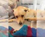 Small Photo #4 Italian Greyhuahua Puppy For Sale in Studio City, CA, USA