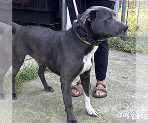Hufflepuff - Male Labrador Retriever-Unknown Mix Dog for Adoption - Photo #2