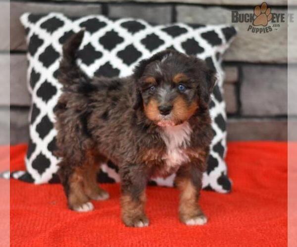 Medium Photo #16 Miniature Bernedoodle Puppy For Sale in MILLERSBURG, OH, USA