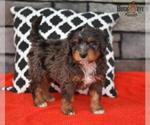 Small Photo #16 Miniature Bernedoodle Puppy For Sale in MILLERSBURG, OH, USA