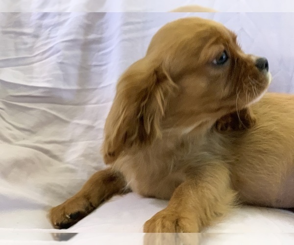 Medium Photo #3 Cavalier King Charles Spaniel Puppy For Sale in FOLSOM, CA, USA