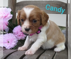 Cavalier King Charles Spaniel Puppy for sale in EPHRATA, PA, USA