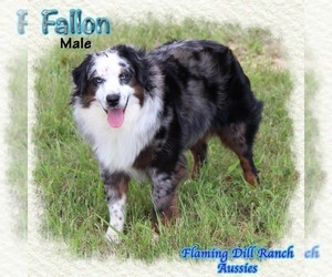Miniature Australian Shepherd Dog for Adoption in FORESTBURG, Texas USA