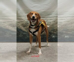 English Foxhound-Treeing Walker Coonhound Mix Dogs for adoption in Norfolk, VA, USA