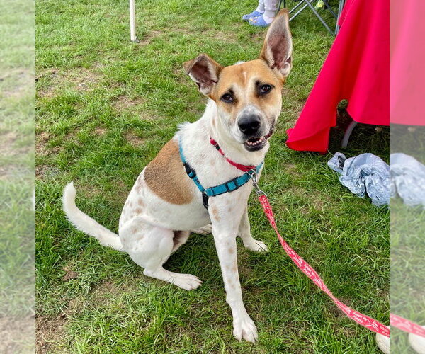 Medium Photo #42 Mutt Puppy For Sale in Canton, CT, USA
