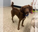 Small Dachshund Mix