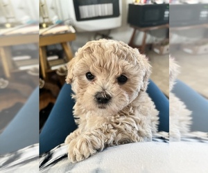 Shih-Poo Puppy for sale in BLOOMINGTON, IN, USA