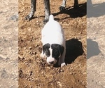 Small Photo #14 German Shorthaired Pointer Puppy For Sale in FLORISSANT, CO, USA