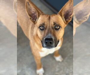 Mutt Dogs for adoption in Oak Bluffs, MA, USA