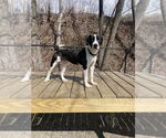 Small #16 Mutt