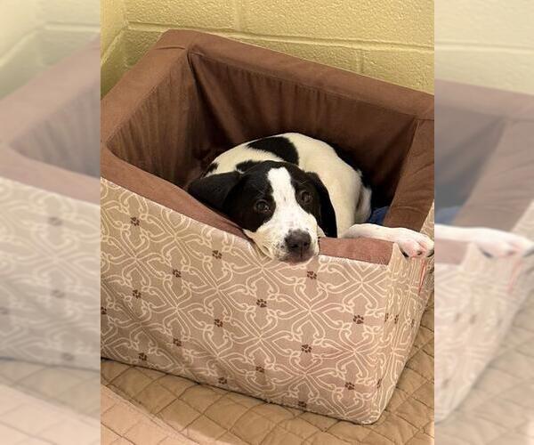 Medium Photo #2 Collie-Unknown Mix Puppy For Sale in Brewster, MA, USA